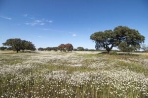 Landscape, Alentejo, Portugal.